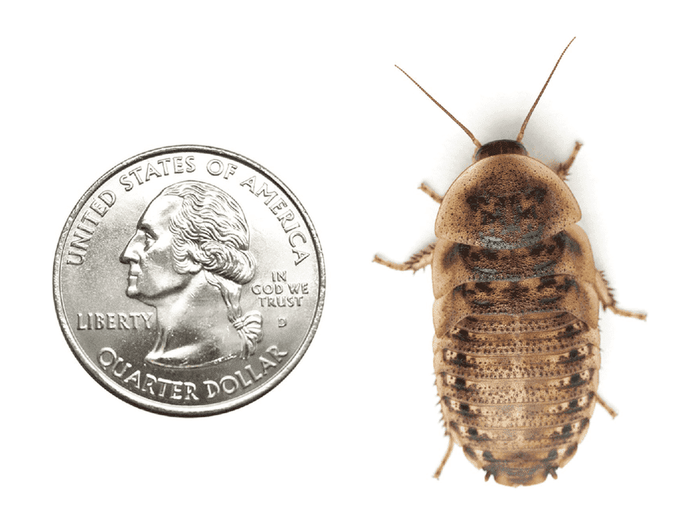 Extra Large 1.25" Dubia