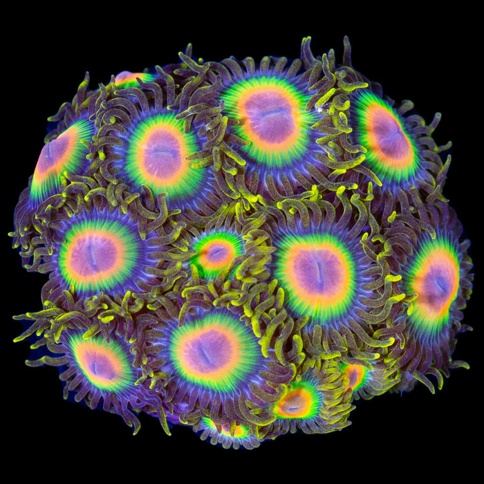Rasta Zoanthids