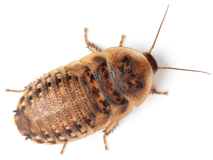Extra Large 1.25" Dubia