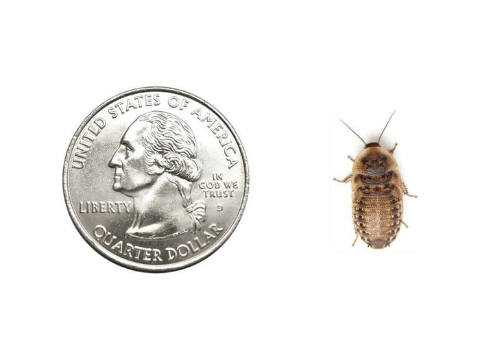 Medium 5/8" Dubia dubia roaches DubiaRoaches.com