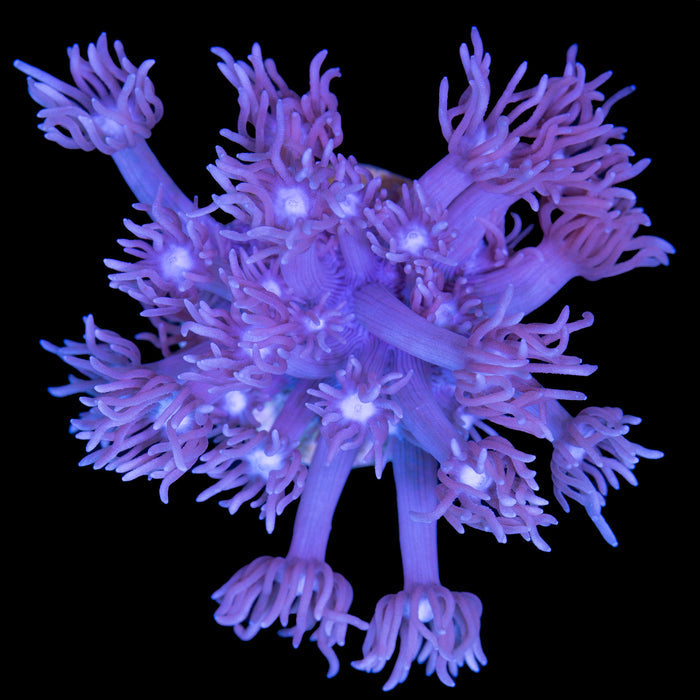 Purple Goniopora Coral