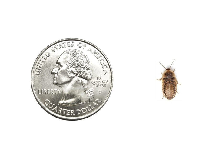 Small 3/8" Dubia dubia roaches DubiaRoaches.com