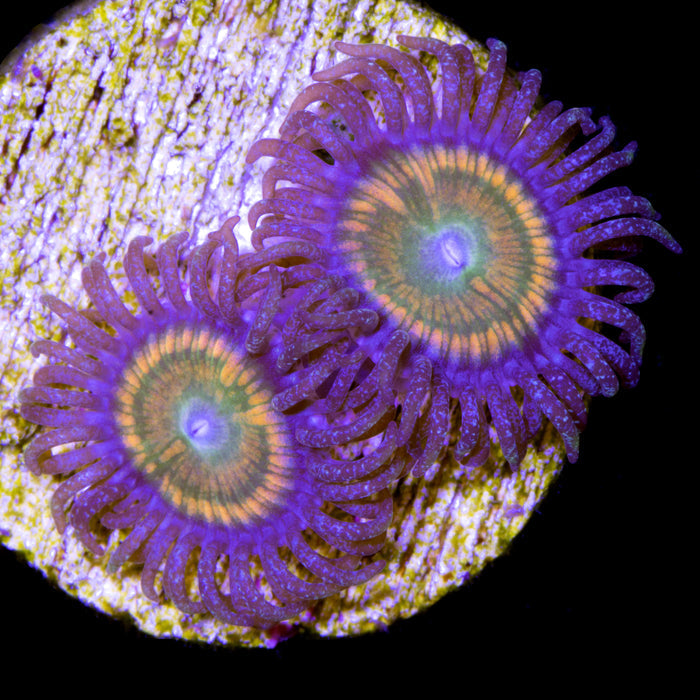 Sunny D Zoanthids