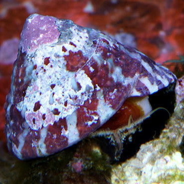 Trochus Snail