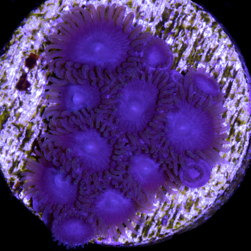 Tubbs Blue Zoanthids