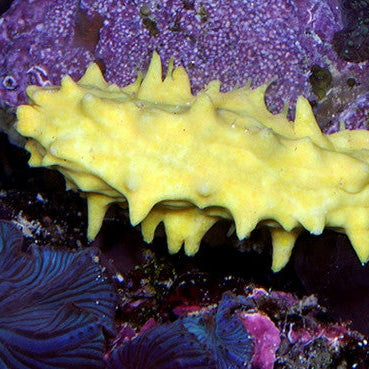 Yellow Cucumber